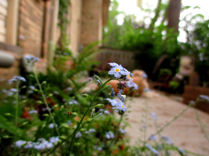 My In-Between Garden