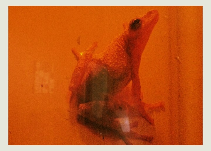 spring peeper on siding