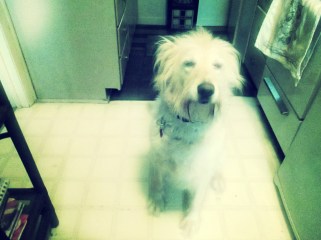 Irish -- Disapproving Look