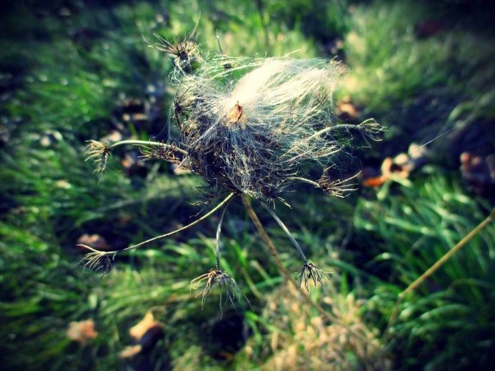 milkweed dancer in the meadow