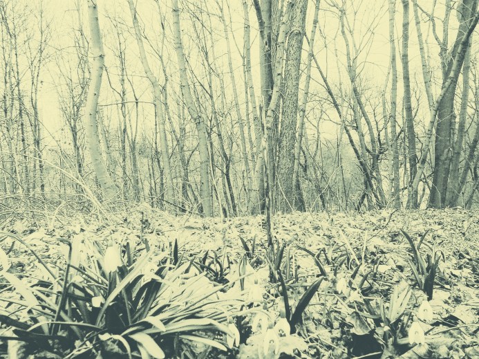 landscape - treeline