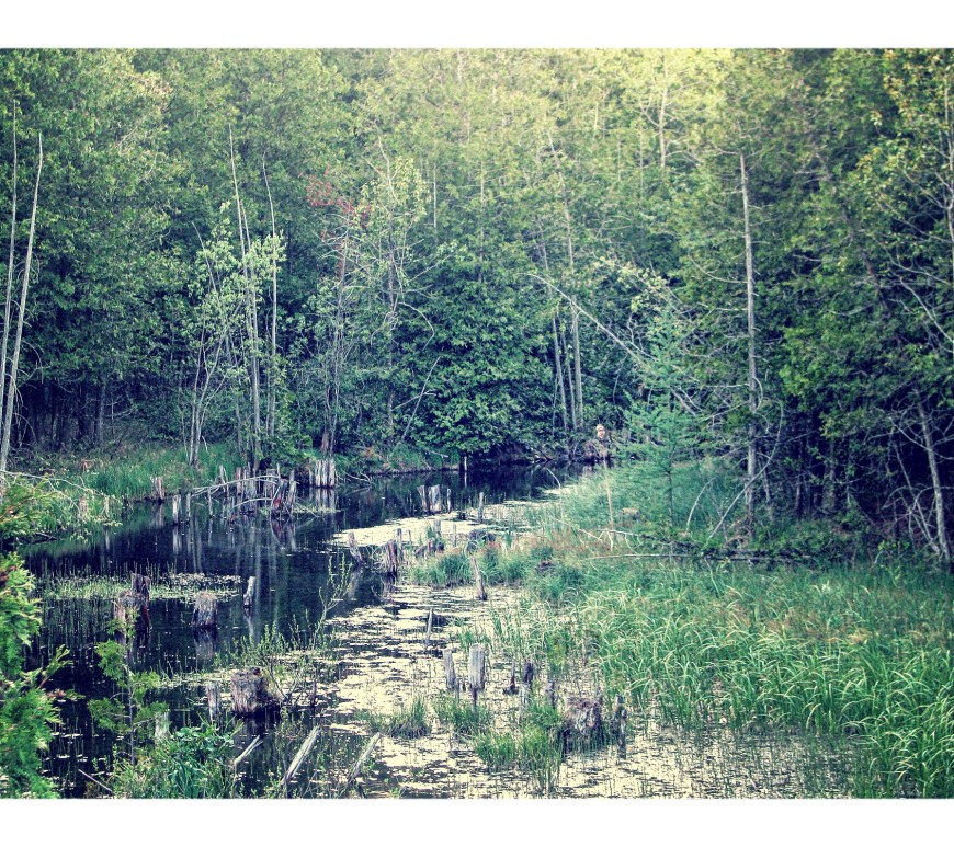 Glenelg Klondike Forest - thetemenosjournal.com