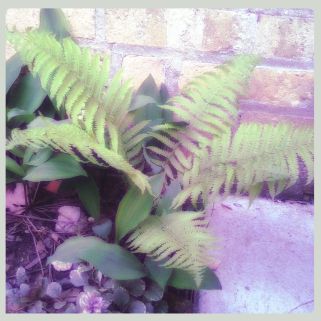 Old Ferns from the 100-year-old colony @ the Homestead.