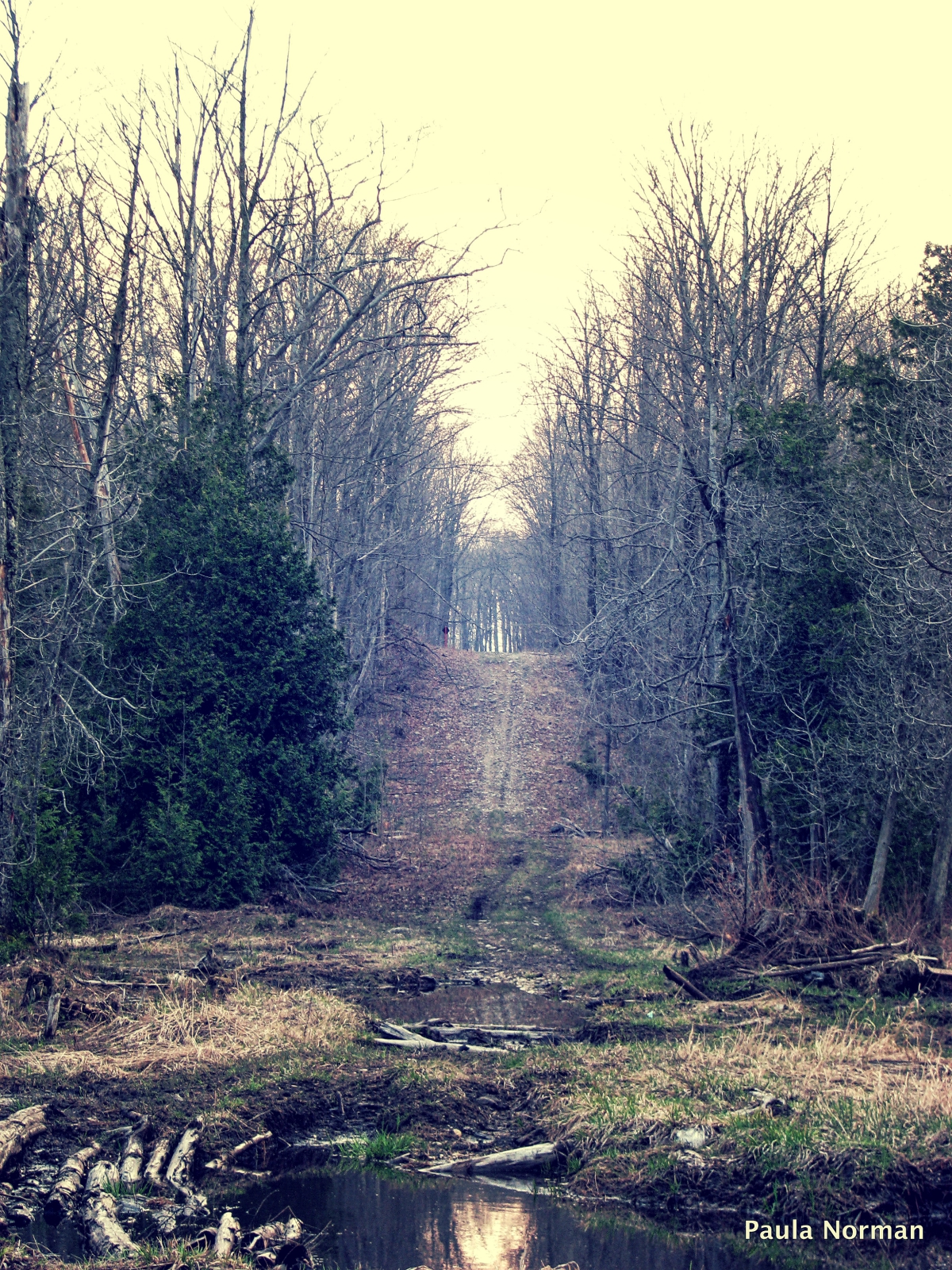 8th concession, Grey County - The Klondike Forest - thetemenosjournal.com