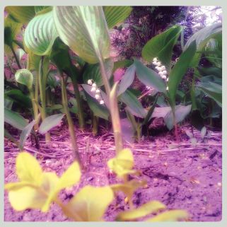 Lily of the Valley, Hosta plantaginea 'Grandiflora & a golden Creeping Jenny.