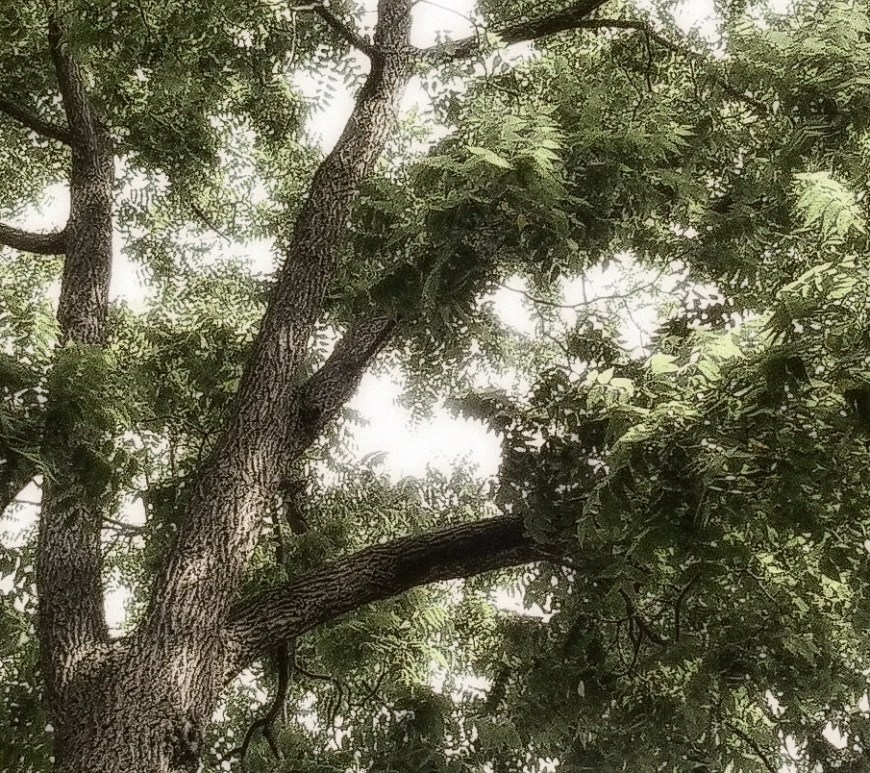 Under The Black Walnut Tree