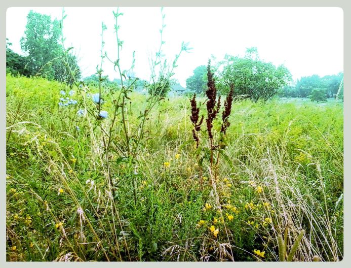 chicory in meadow
