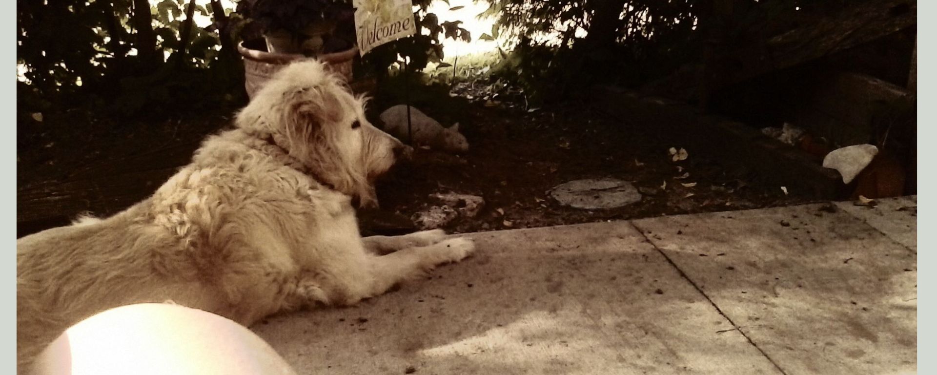 Irish Lounging Outside