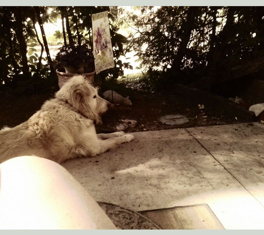 Irish Lounging Outside