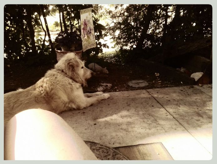 Irish Lounging Outside