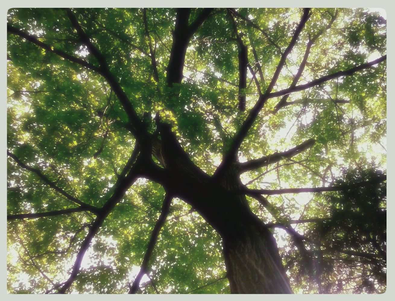 under the old oak tree