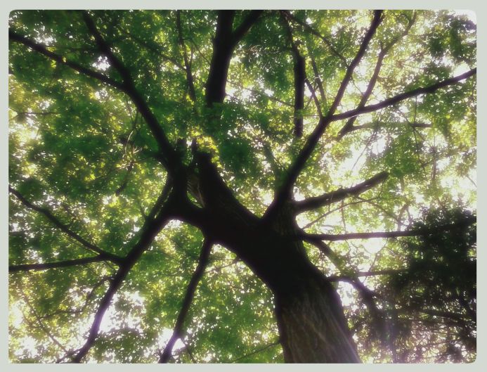 under the old oak tree