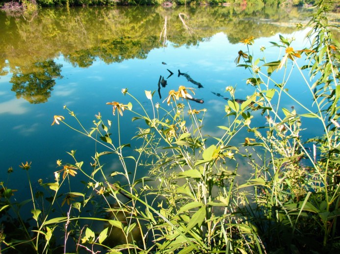 The Abandoned Apple Orchard - The Coves - thetemenosjournal.com