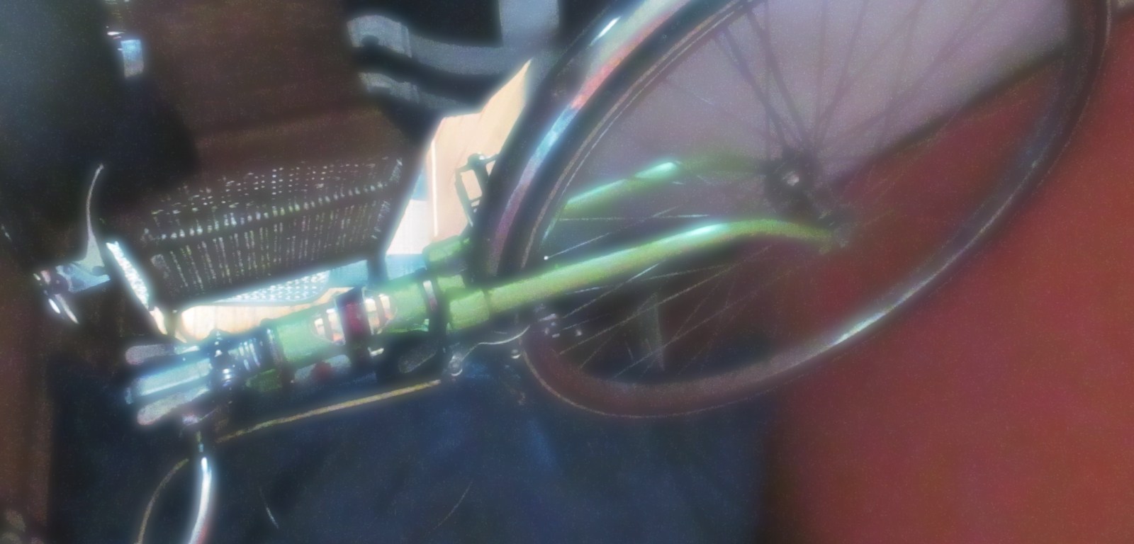 rose in her winter slumber