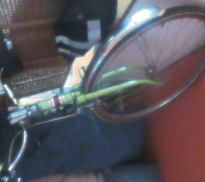 rose in her winter slumber