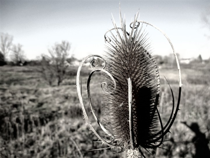 teasel-bw