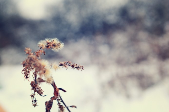 Dried Goldenrod - December 2016 - thetemenosjournal.com