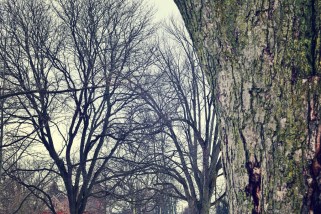 the-trees-of-the-green