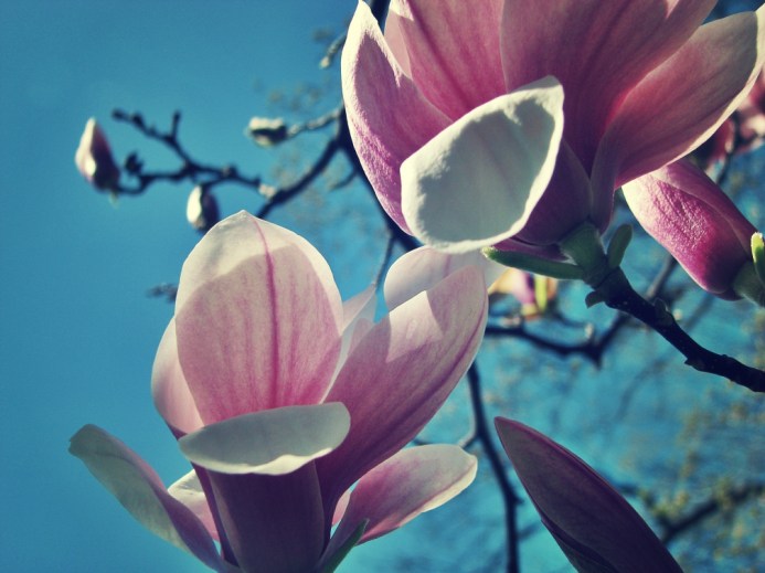 magnolia blooms