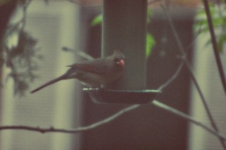 female cardinal