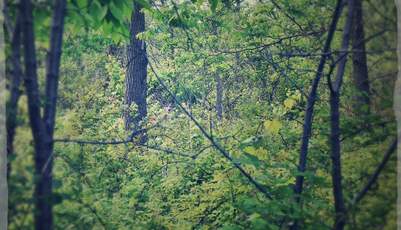 deer in the woodland- london, ontario - thetemenosjournal.com