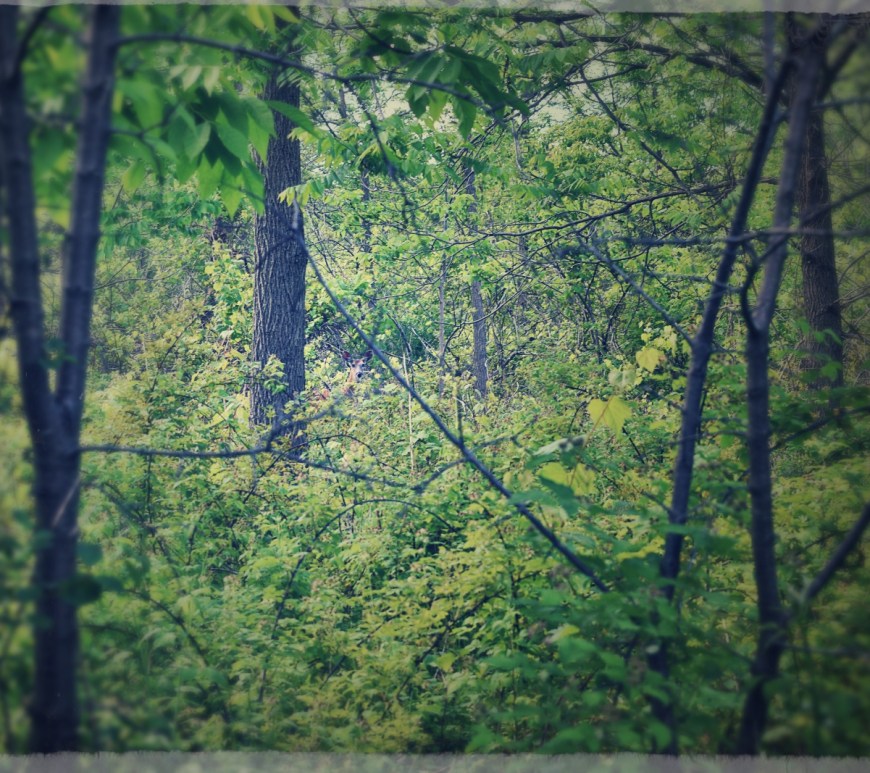 deer in the woodland- london, ontario - thetemenosjournal.com