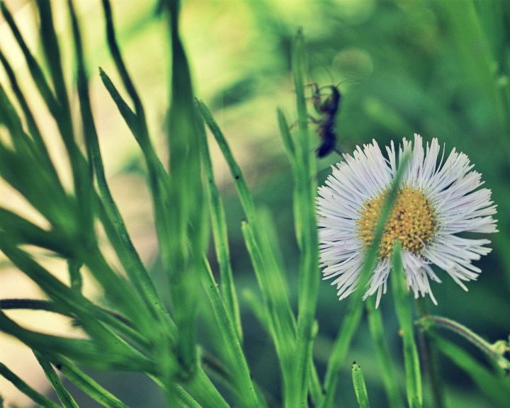 Philadelphia Fleabane