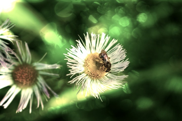 the golden spiral - thetemenosjournal.com