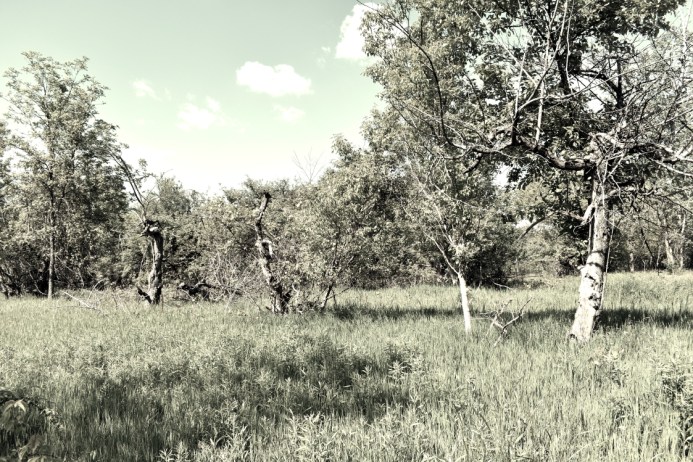 Old Apple Orchard - London, Ontario - thetemenosjournal.com
