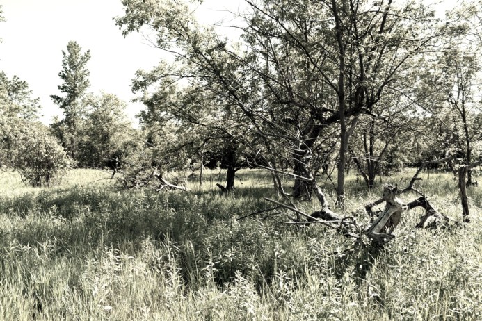 Old Apple Orchard - London, Ontario - thetemenosjournal.com