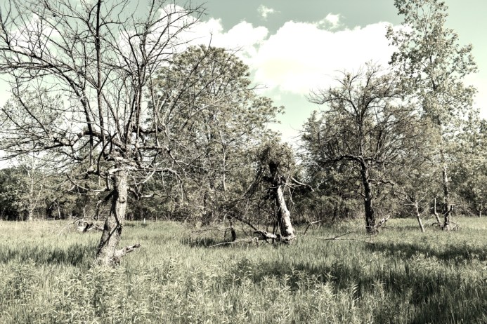 Old Apple Orchard - London, Ontario - thetemenosjournal.com