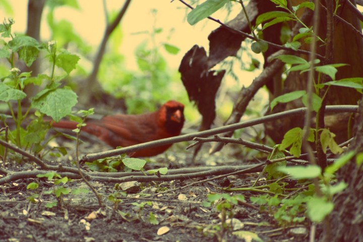 male cardinal