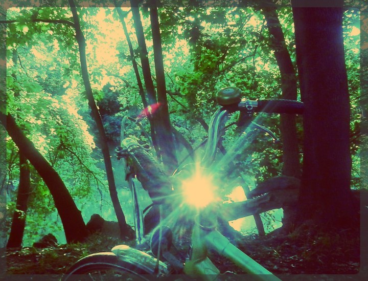 rose in reflection - thetemenosjournal.com