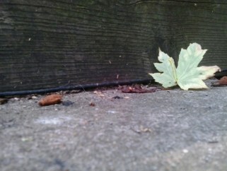 structure of a leaf -thetemenosjournal.com