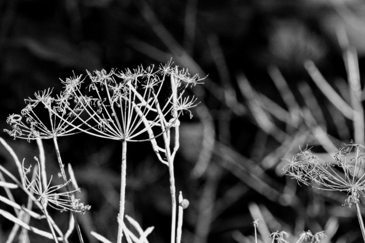 anne without her lace