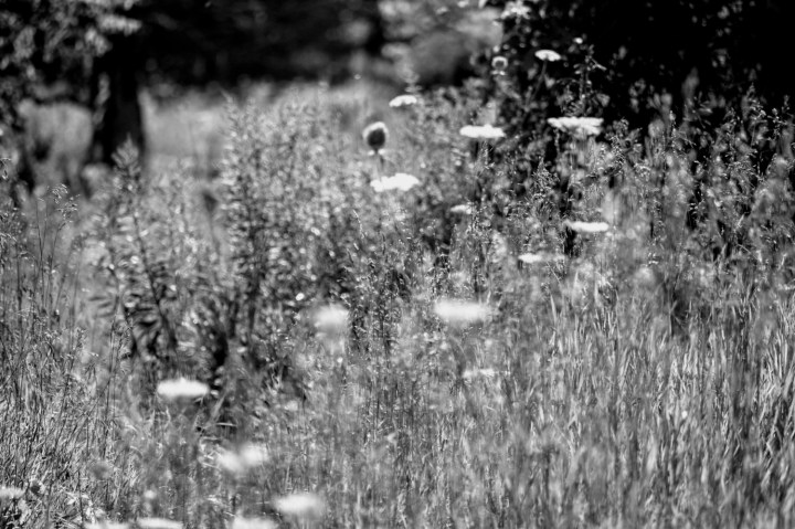 wildflowers in the sun