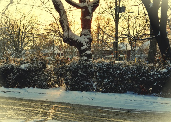 the village trees - thetemenosjournal.com