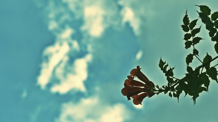 Clouds and Trumpet Vine - thetemenosjournal.com