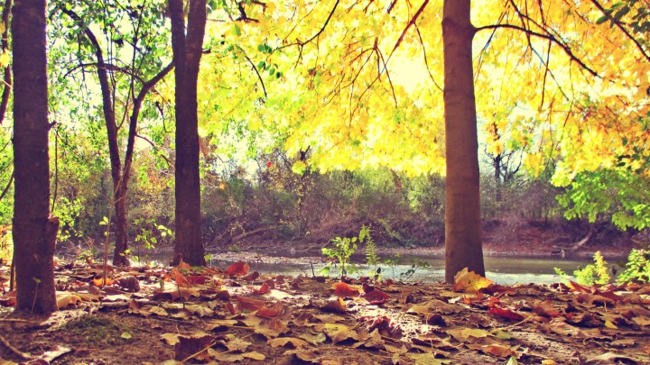 Maples And The Thames - thetemenosjournal.com