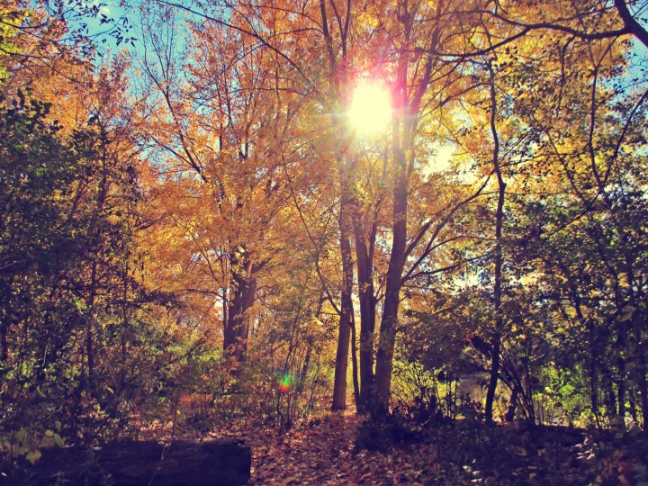 Sun Thru The Maples - thetemenosjournal.com