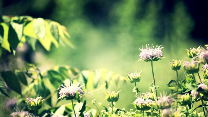 wild bee balm in a meadow - thetemenosjournal.com