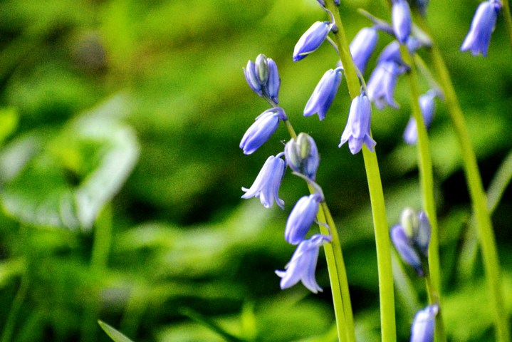 blue bells - thetemenosjournal.com