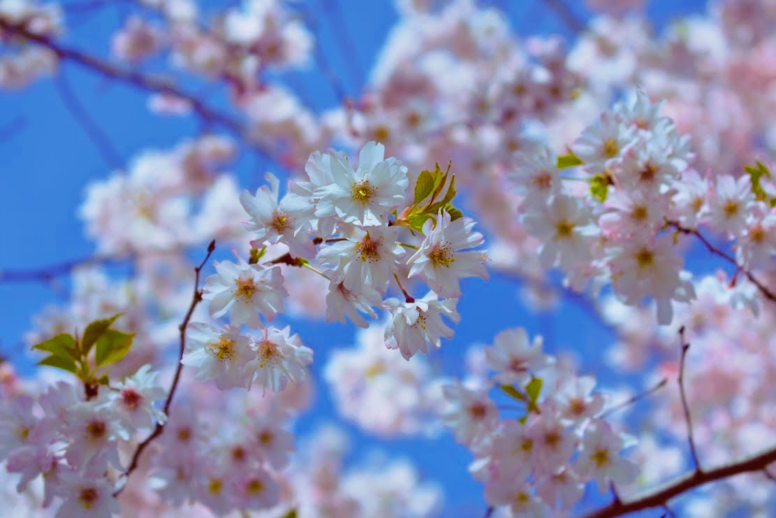 cherry blossoms - may 2017 - thetemenosjournal.com