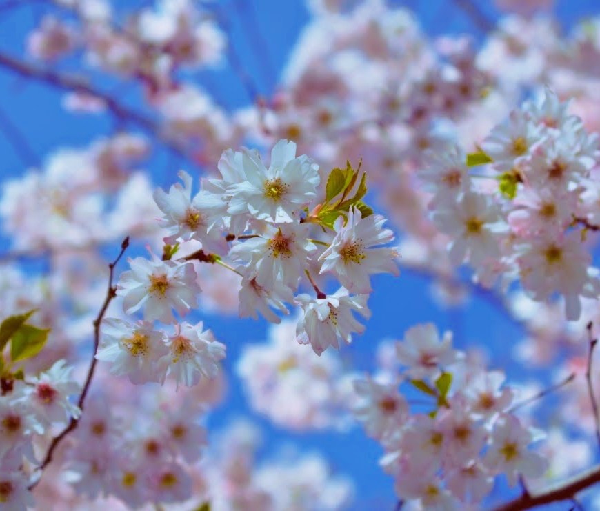 cherry blossoms - may 2017 - thetemenosjournal.com