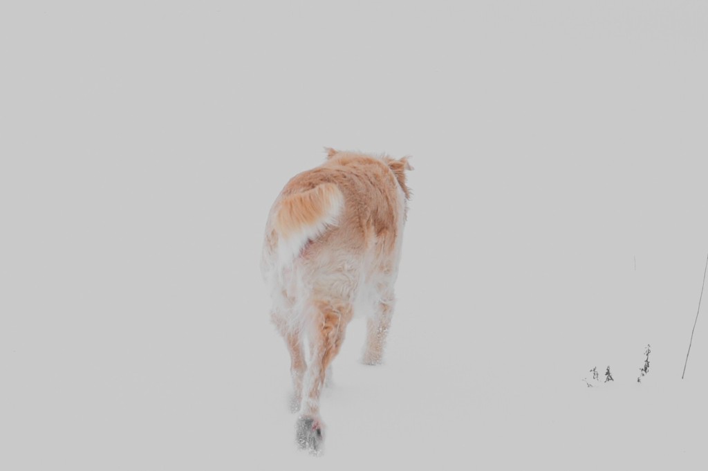 Dog In The Snow - thetemenosjournal.com