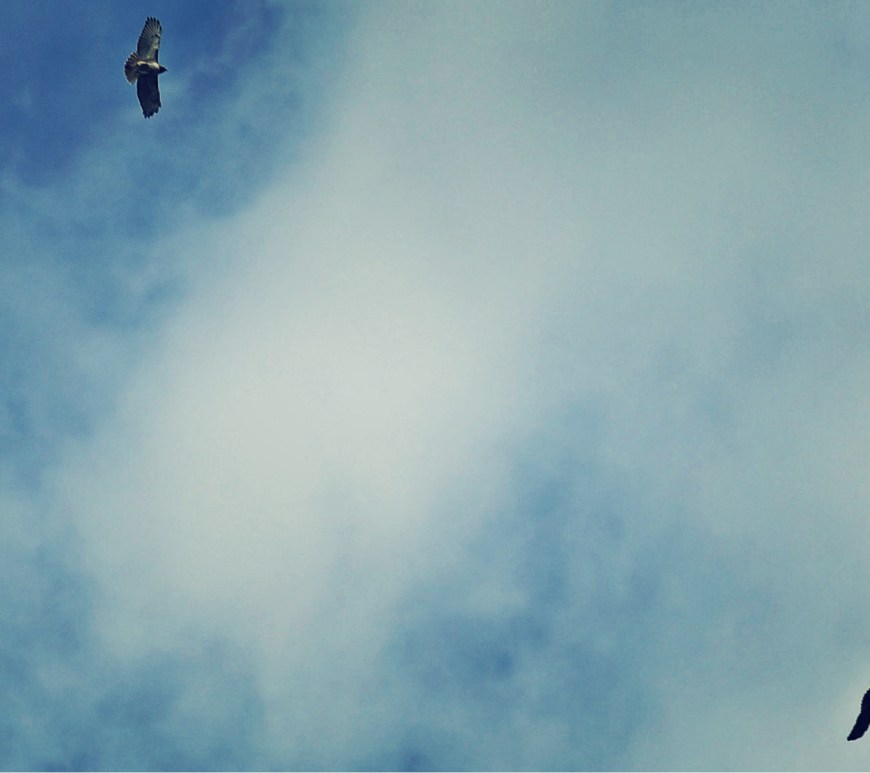 hawks overhead - thetemenosjournal.com