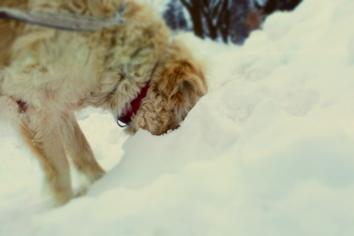 Head In Snowbank - thetemenosjournal.com