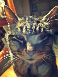 Oh Please! Cat stare - thetemenosjournal.com