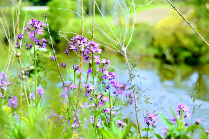 wildflowers on the riverbank - thetemenosjournal.com