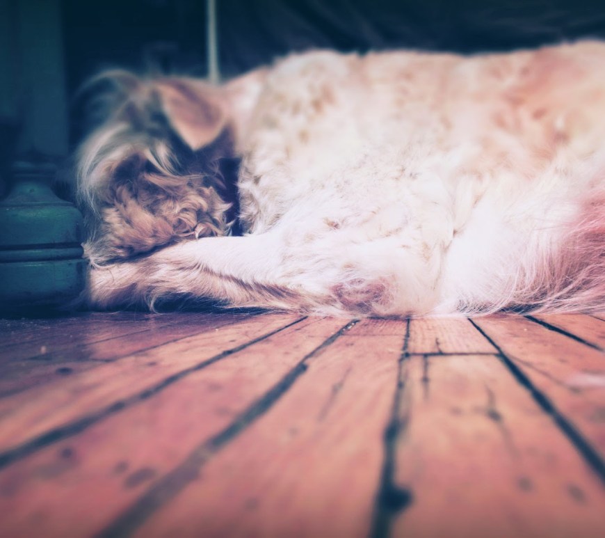 dog on floor - thetemenosjournal.com